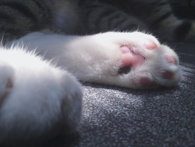 Close-up of cat resting