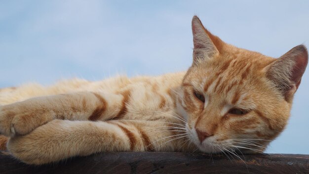 Close-up of cat resting