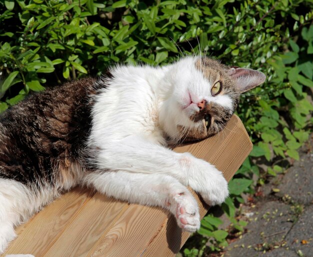 Photo close-up of a cat resting