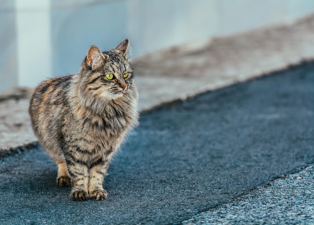 Близкий план кошки на подпорной стене