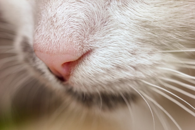 Close up of cat's face