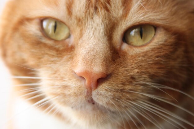 A close up of a cat's nose