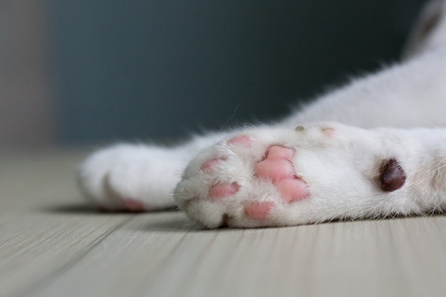 Close Up of a cat’s paws, lie down on a light wooden table with copy space.