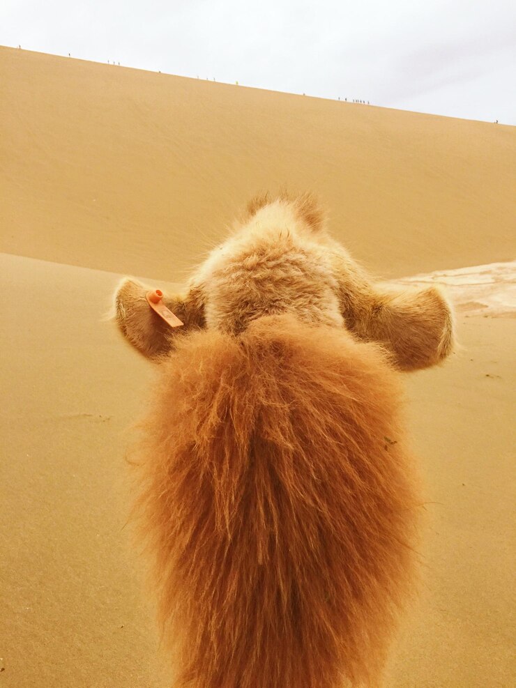 Photo 砂上の猫のクローズアップ