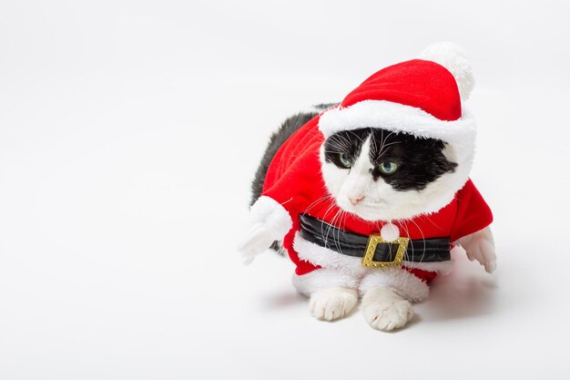 Photo close-up of cat in santa clothing over white background