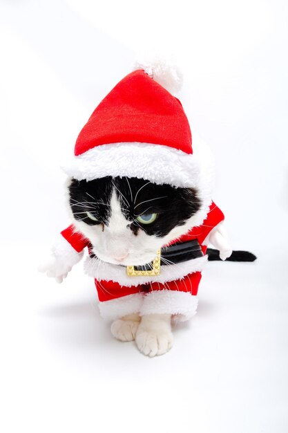 Photo close-up of cat in santa clothing over white background