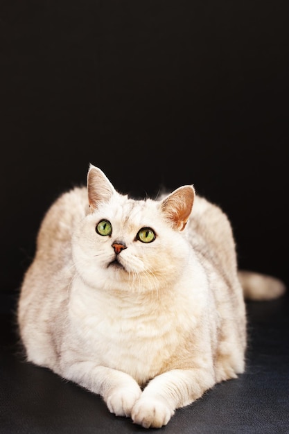 黒い背景に座っている猫のクローズアップ