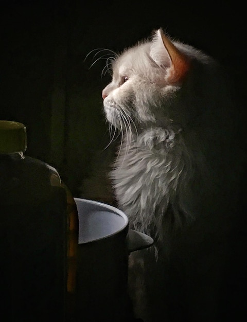 Photo close-up of cat sitting against black background