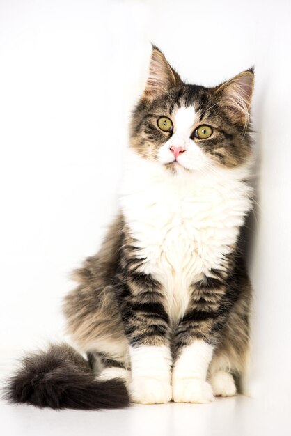 Photo close-up of cat sitting against white background
