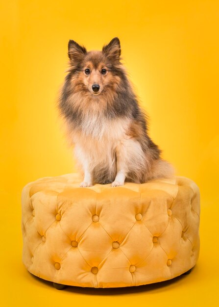 Close-up of cat sitting against yellow background