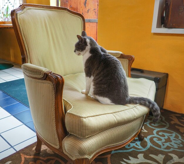 Photo close-up of cat sitting on chair