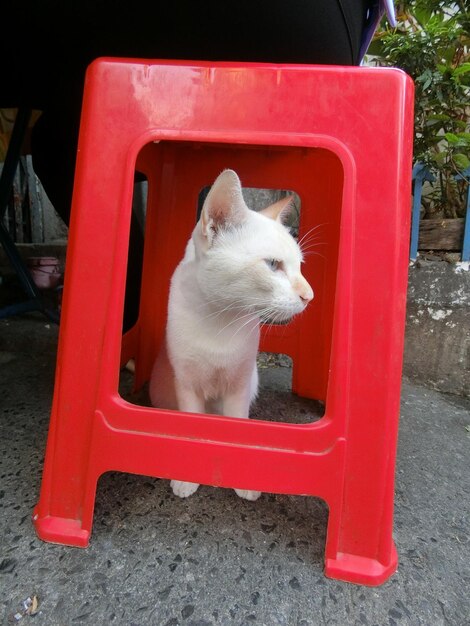 Close-up of cat sitting on chair