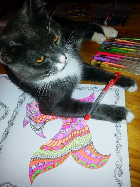 Photo close-up of cat sitting on drawing paper