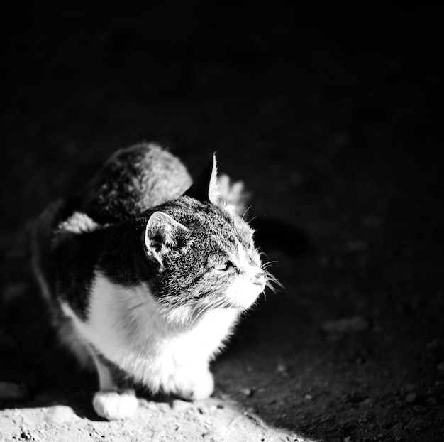 Foto close-up di un gatto seduto sul campo