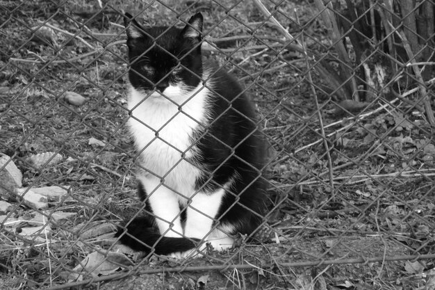 Foto close-up di un gatto seduto sul campo