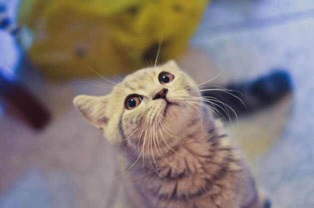 Foto close-up di un gatto seduto sul pavimento