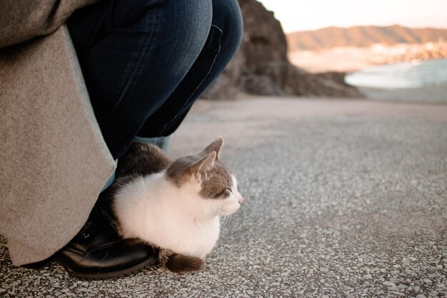 Foto close-up di un gatto seduto sul pavimento