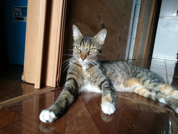 Close-up of cat sitting on floor