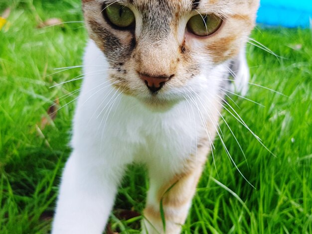 Close-up of cat sitting on grass