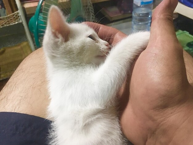 Close-up of cat sitting on hand