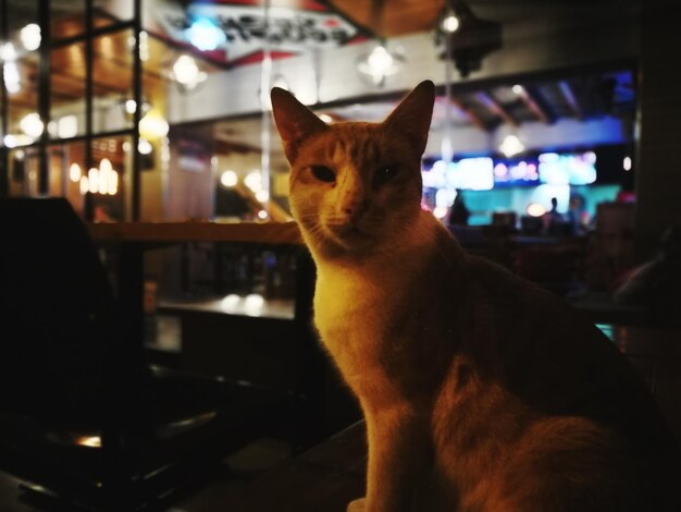 Photo close-up of cat sitting in illuminated room