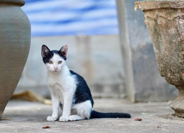 Close-up of cat sitting outdoors