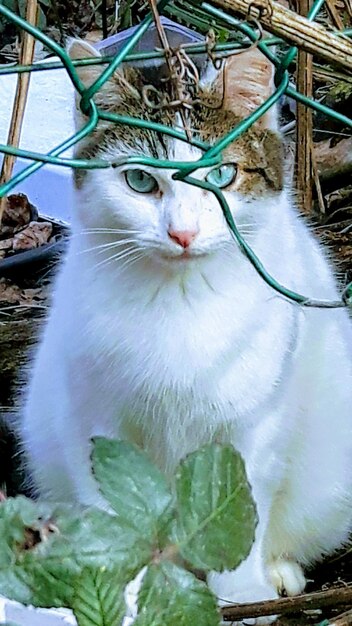 Close-up of cat sitting outdoors