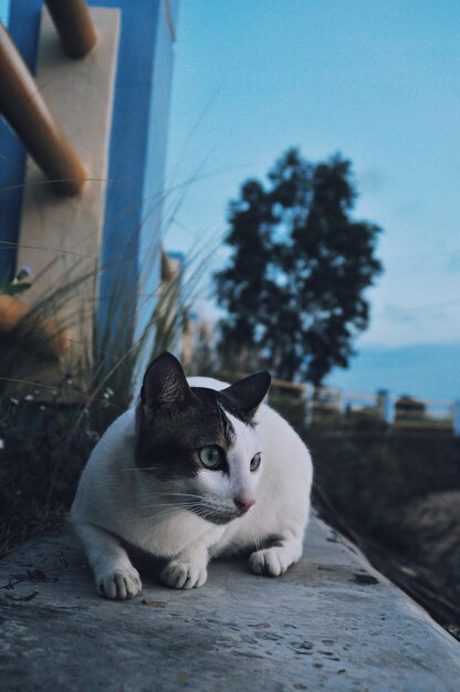 Photo close-up of cat sitting outdoors