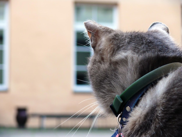 Photo close-up of cat sitting outdoors