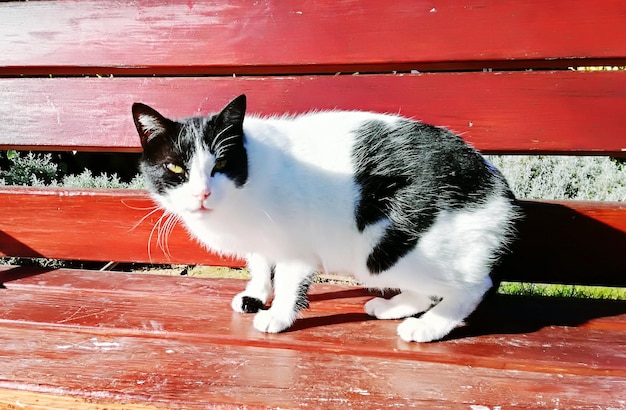 Close-up of cat sitting outdoors