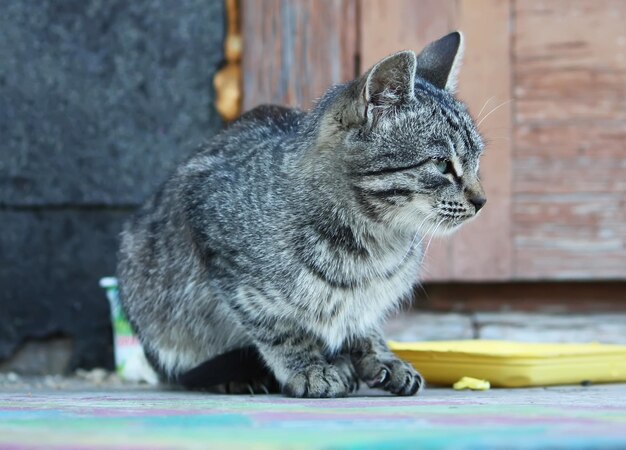 Close-up of cat sitting outdoors