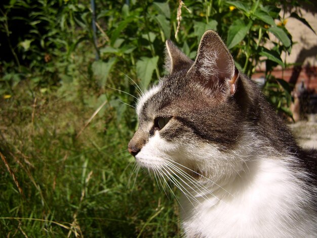 Close-up of cat sitting outdoors