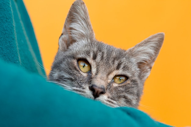 Foto gatto del primo piano che si siede nelle armi del proprietario