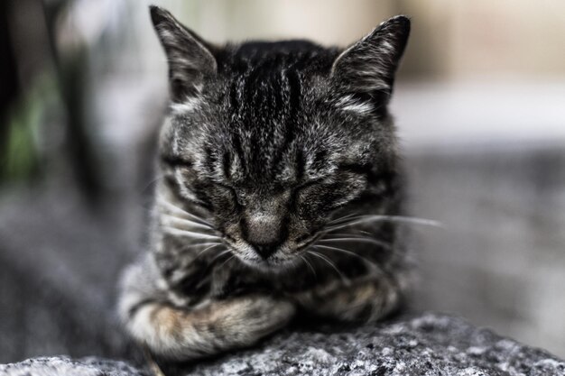 Foto close-up di un gatto seduto su una roccia