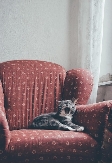 Close-up of cat sitting on sofa at home