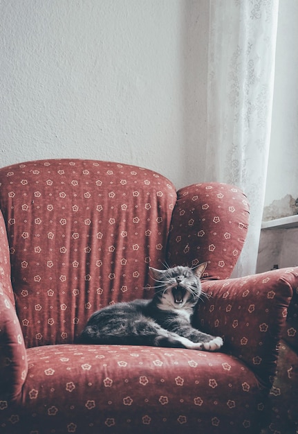 Photo close-up of cat sitting on sofa at home