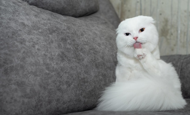 Photo close-up of cat sitting on sofa