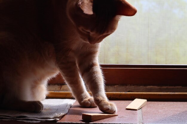 Foto close-up di un gatto seduto su un tavolo a casa