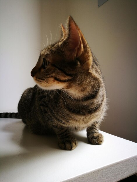 Close-up of cat sitting on table at home