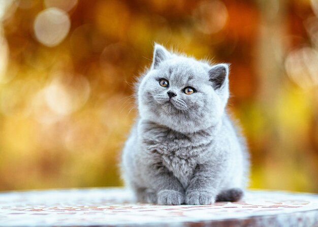 Close-up of cat sitting on table