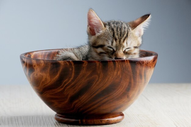 Close-up of cat sitting on table