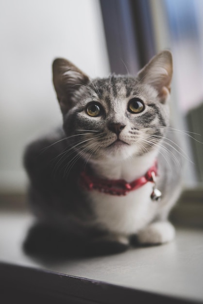 Foto close-up di un gatto seduto sul davanzale della finestra