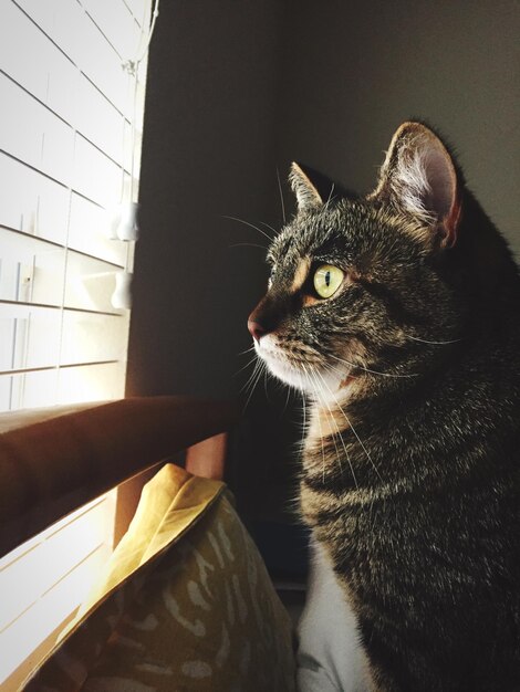 Photo close-up of cat sitting on window