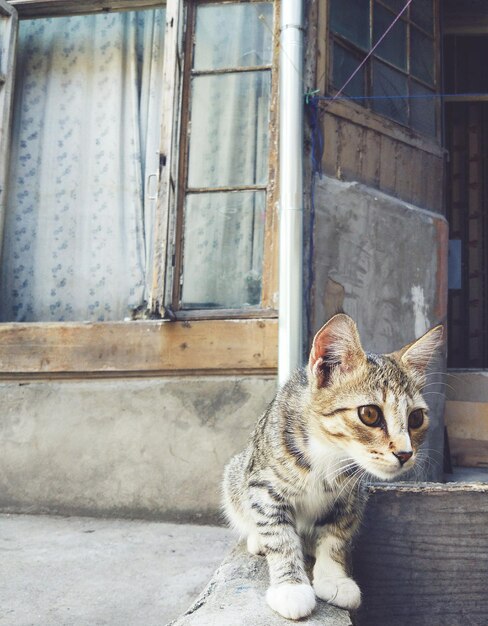 Photo close-up of cat sitting on window