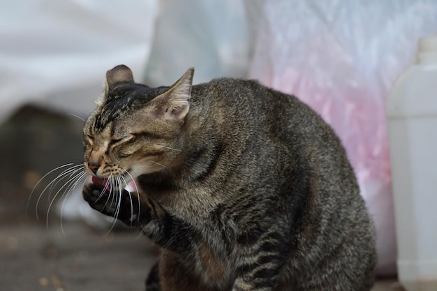 Foto close-up di un gatto seduto