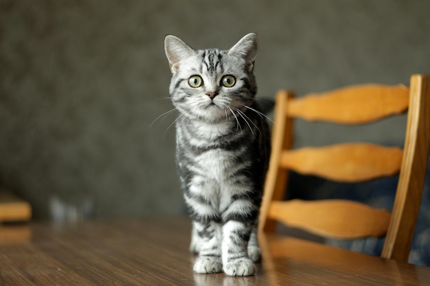 Близкий план сидения кошки