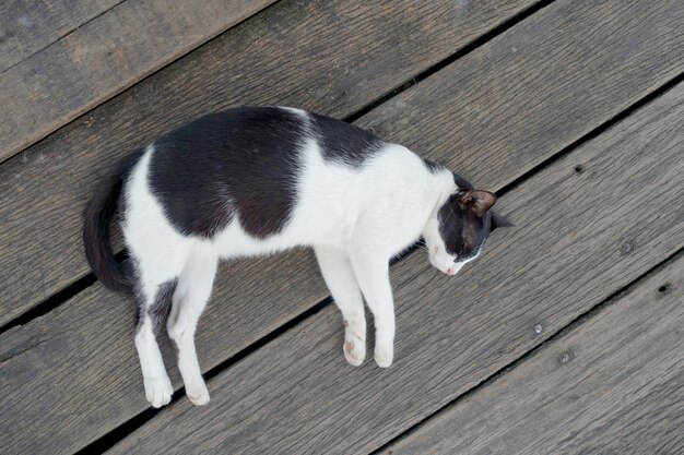   Close up cat sleep on wooden at the park                             