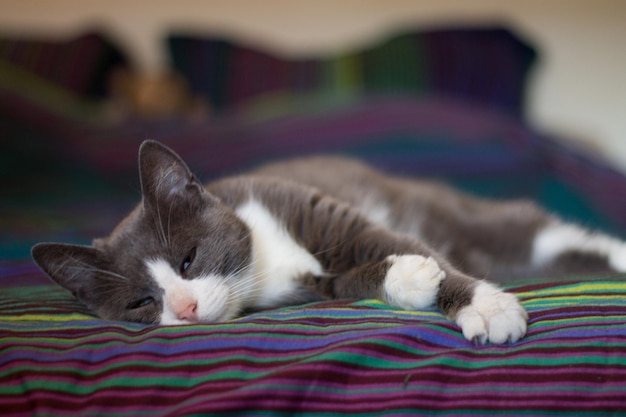 Foto close-up di un gatto che dorme sul letto a casa
