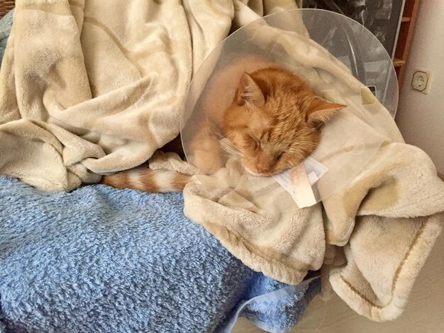 Photo close-up of cat sleeping on bed at home