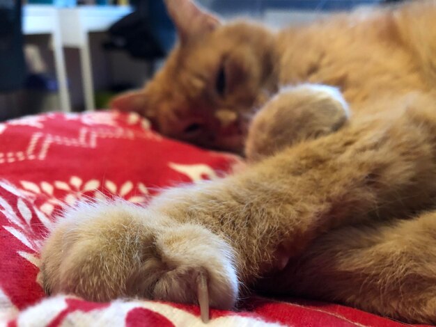 Close-up of cat sleeping on bed at home